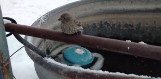 I moshuari Shpetoi zogun e ngrira duket e ngrohur ate me frymemarrjen e ngrohte.