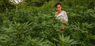 Parlamenti hollandez perfundon miratimin, mbas një bllokim të gjatë me votim, lejon kultivimin e hashashit