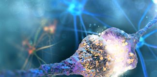 Klasa e re e molekulave mund të mbrojë trurin nga goditja, sëmundjet neurodegjenerative