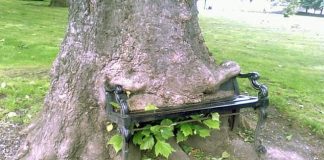 Rritja e pemëve me objekte të ndryshme!