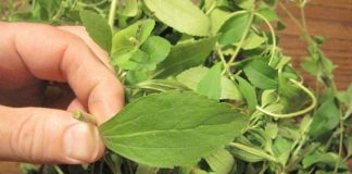 Dëshironi të prisni duhanin por nuk mundeni? Ka Zgjidhje! Hani këtë barishte dhe ju nuk do të dëshironi të pini duhan përsëri!