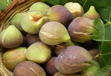 Fiqtë: 7 arsye për ti shtuar në tavolinën tuaj!