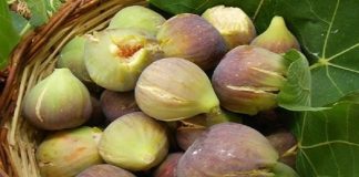 Fiqtë: 7 arsye për ti shtuar në tavolinën tuaj!