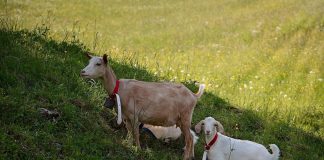 Qumështi i dhise është qumështi më i mirë dhe ndihmon në trajtimin e shumë sëmundjeve