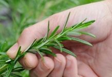 Sekreti i jetëgjatësisë mund të fshihet në rozmarinë !!!