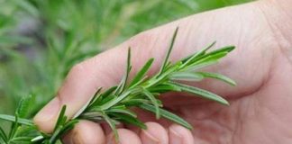 Sekreti i jetëgjatësisë mund të fshihet në rozmarinë !!!