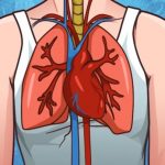 Nje zevendesues i zakonshem i sheqerit demton enet e gjakut dhe rrit rrezikon e atakut ne zemerdhe goditjes ne tru.