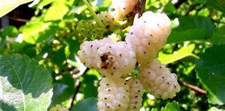 Frutat e mrekullueshme rriten kudo dhe “shërojnë” diabetin deri tek tumoret