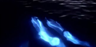 Delfinët që shkëlqejnë në det ,nje fenomen i rralle dhe i cuditshem!