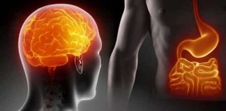 Biologjia e ekuilibrit mendor: Truri – zorrët dhe stresi