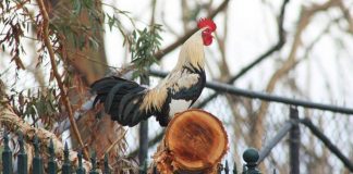 Një italian pagoi një gjobë sepse gjeli i tij po bërtiste në 4.30 të mëngjesit!