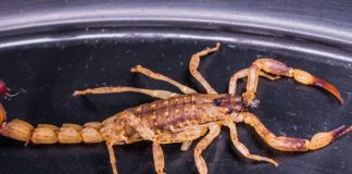 Pse një litër i këtij helmi të akrepit vlen 8 milion euro