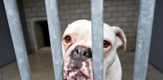 Abuzimi me kafshët një “paradhomë” për abuzimin njerëzor