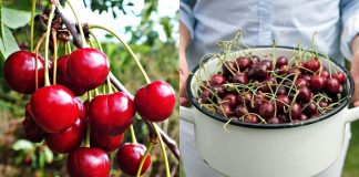 Vetitë e dobishme të qershive që nuk i dinim