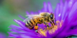 Bletët mund të kujtojnë fytyrat e njeriut – dhe 7 fakte të tjera befasuese rreth këtyre insekteve të rëndësishme