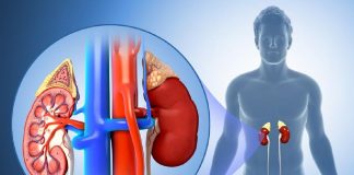 Ushqimet që dëmtojnë veshkat tuaja pa e kuptuar dhe me çfarë t’i zëvendësoni ato