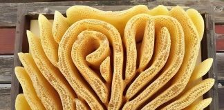 I mbrojtur: Natyra gjithmonë e gjën një përshtatje, Por a jemi ne të vetëdishëm për dëmet që po shkaktojmë