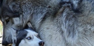 Dallimet kryesore midis husky dhe ujkut