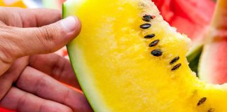 Shalqiri i verdhë: Vitaminat, “sekretet” dhe dallimet e tij nga e kuqja