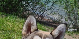 Dëshironi të ndiheni më mirë? Shkenca thotë të kujdeseni për qenin, macen tuaj