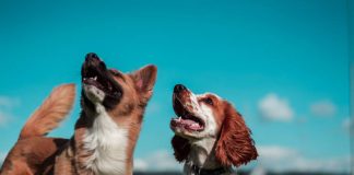 Qentë janë miqtë më të mirë dhe më të vjetër të njeriut, sipas analizave të ADN-së