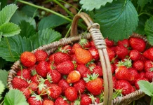 Luleshtrydhja: Thesari i kuq i natyrës