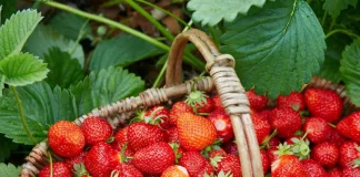 Luleshtrydhja: Thesari i kuq i natyrës