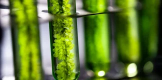 Revolucioni i Mikroalgave: Biokarburanti i së Ardhmes tone ne tokë