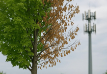 Provat gjithnjë e më të shumta vertetojnë se kullat (antentat) e telefonisë celulare dhe rrezatimi pa tel dëmtojnë pemët.