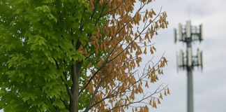 Provat gjithnjë e më të shumta vertetojnë se kullat (antentat) e telefonisë celulare dhe rrezatimi pa tel dëmtojnë pemët.