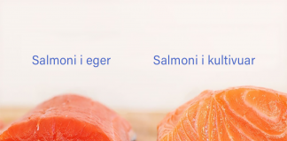Pse salmoni i kultivuar është një nga ushqimet më toksike që ekzistojnë